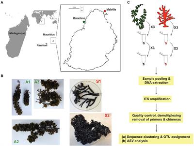 Metabarcoding assessment of fungal diversity in <mark class="highlighted">brown algae</mark> and sponges of Mauritius